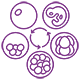 Successful IVF Cycles